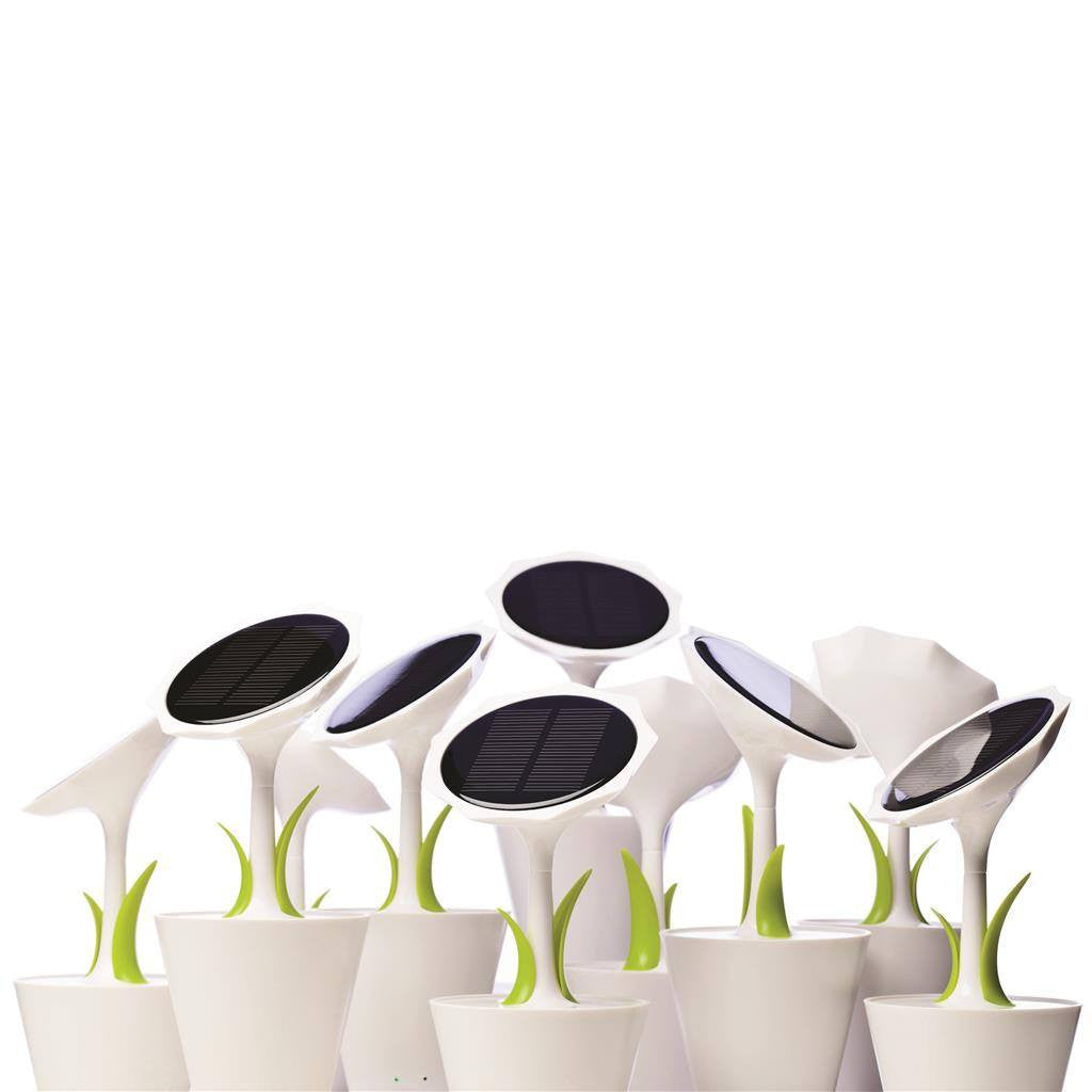 Solar Sunflower(STP-38) - greenpac.com.au